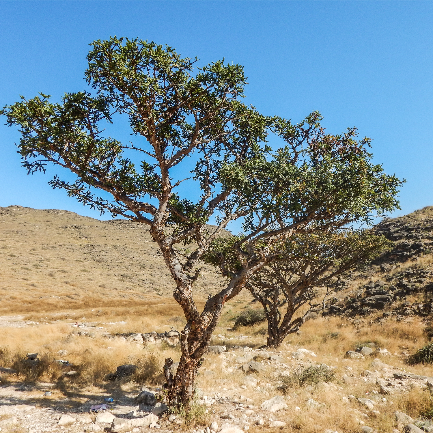 Guardians of Gold: How Oman Protects the Sacred Trees Behind Eternal Radiance