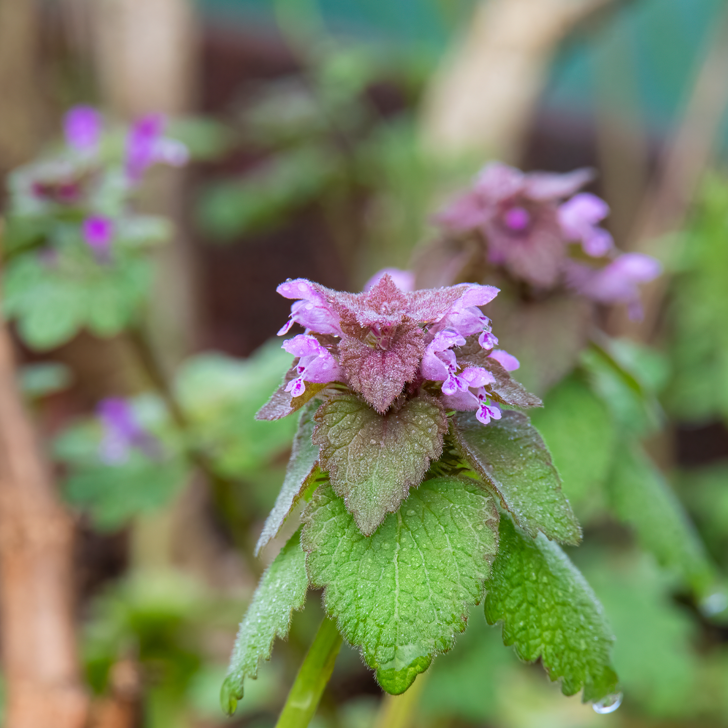 Spring Has Sprung — And So Has Purple Dead Nettle