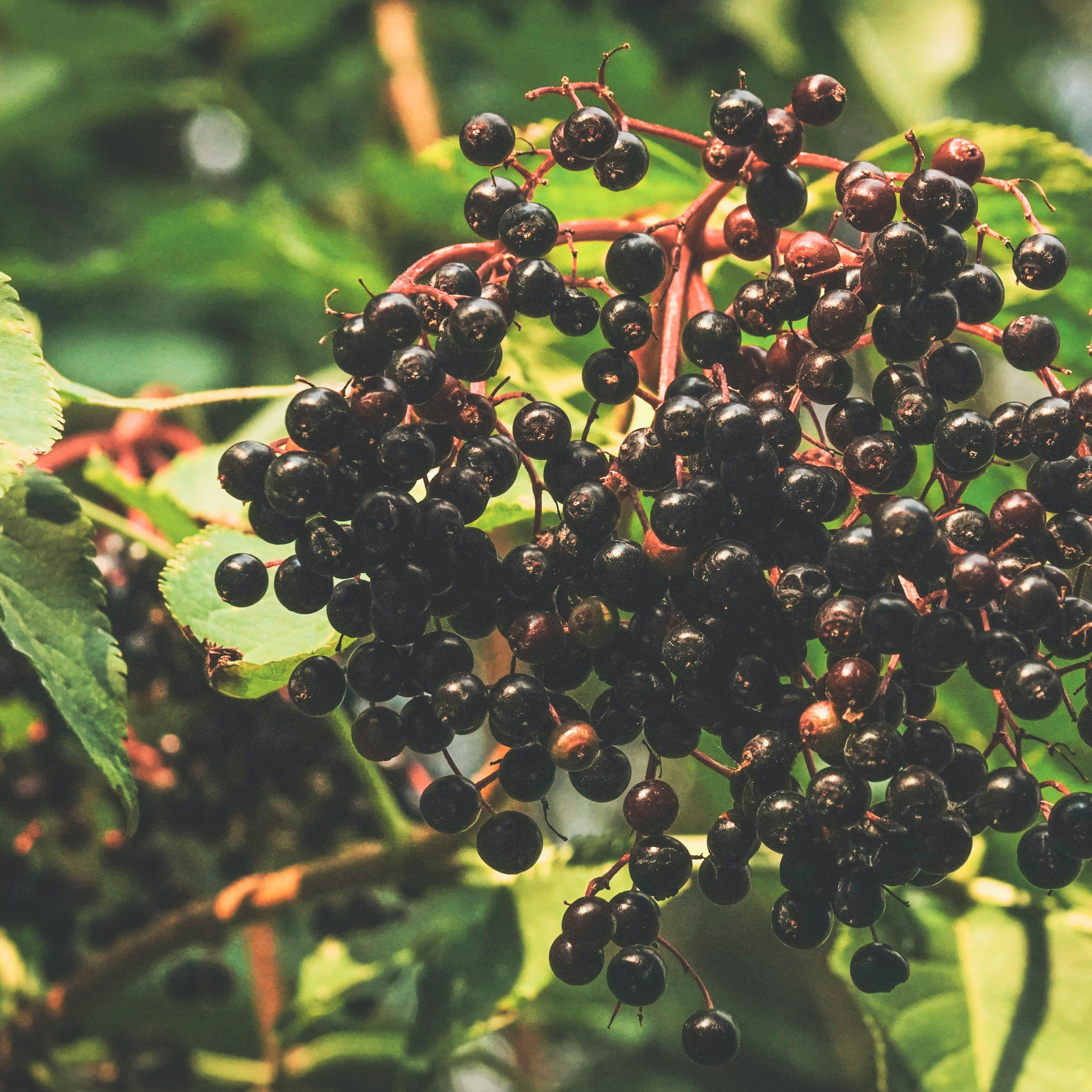 Elderberry: The Ideal Starting Point for Your Herbalism Journey