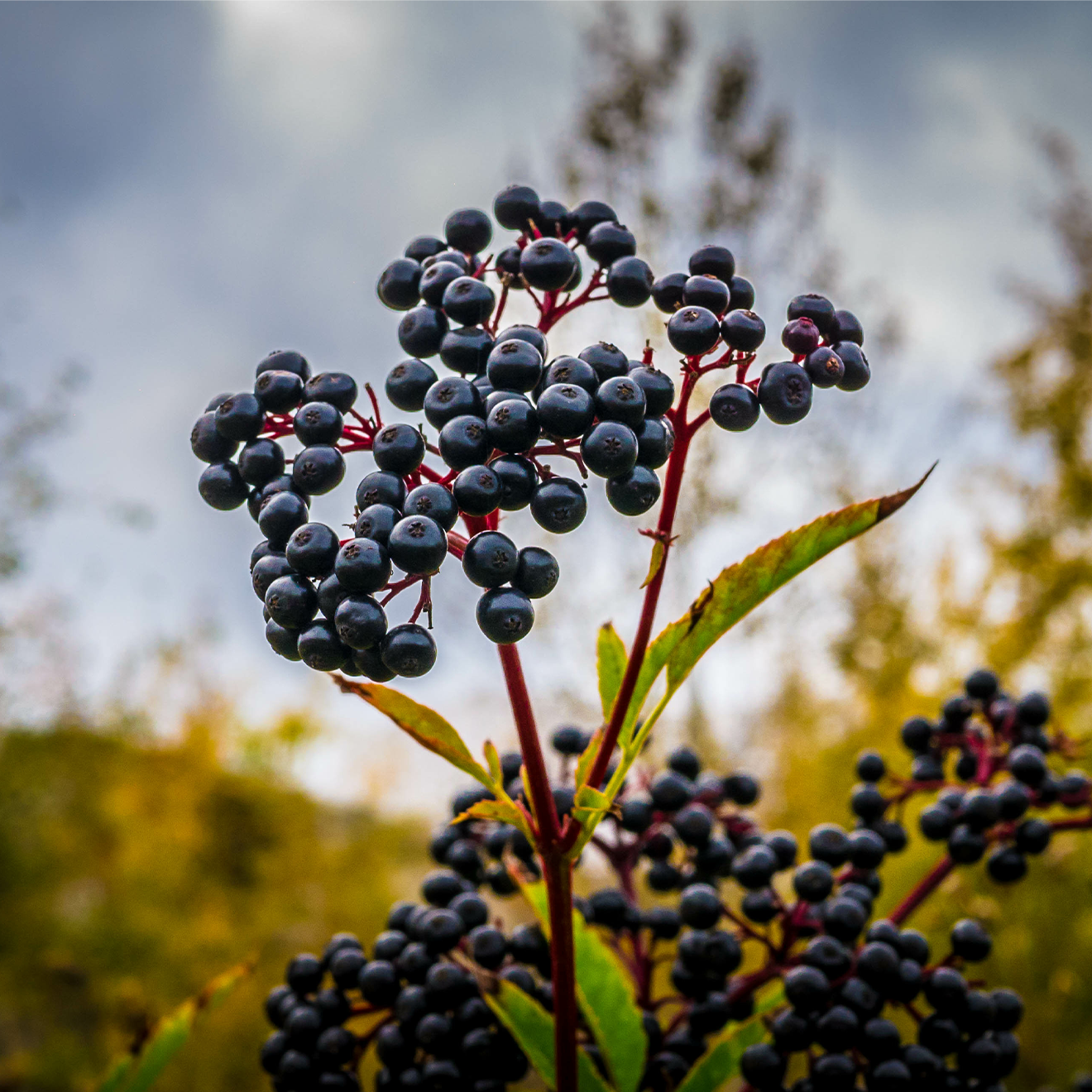 Elderberry Essentials